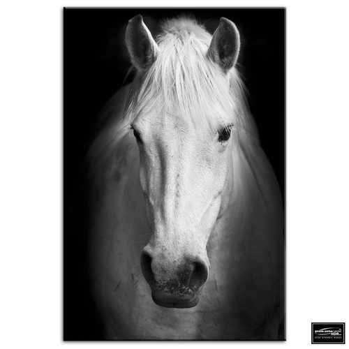 Horse black white animals box - horse,