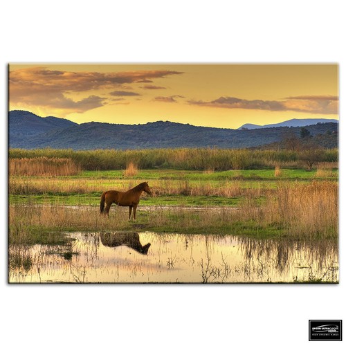 Horse landscape field animals - landscape,