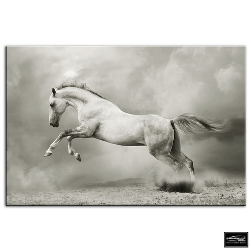 Stallion equestrian horse - stallion,